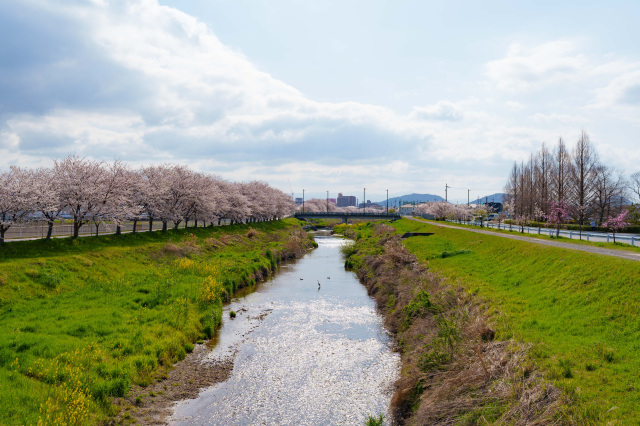 桜の白鳥川_①