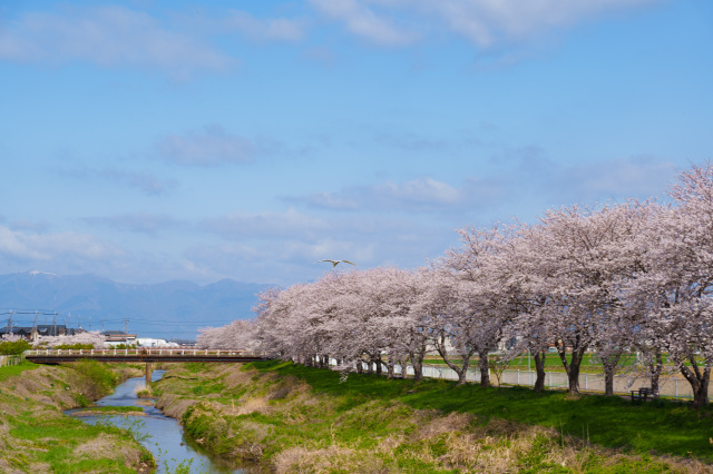 桜の白鳥川_②