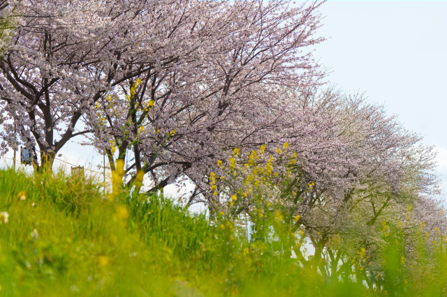 桜の白鳥川_③