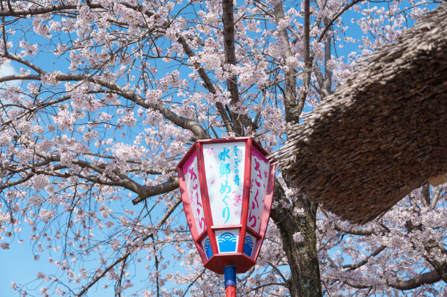 水郷巡り_桜_①