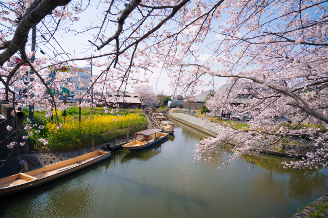 水郷巡り_桜_②