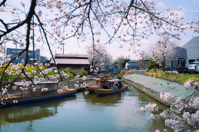 水郷巡り_桜_④