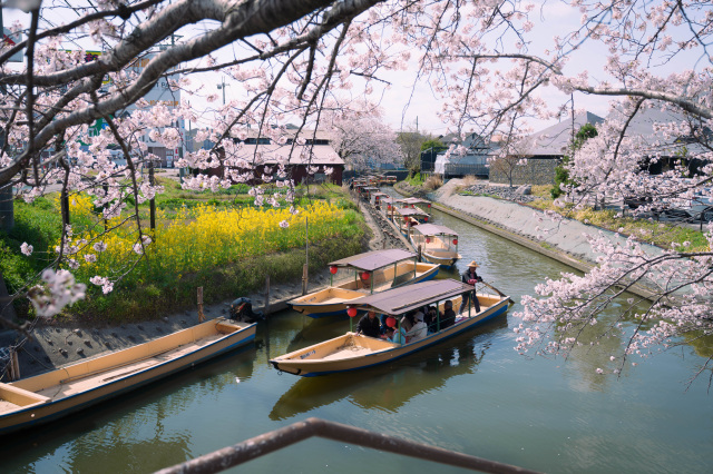 水郷巡り_桜_⑤