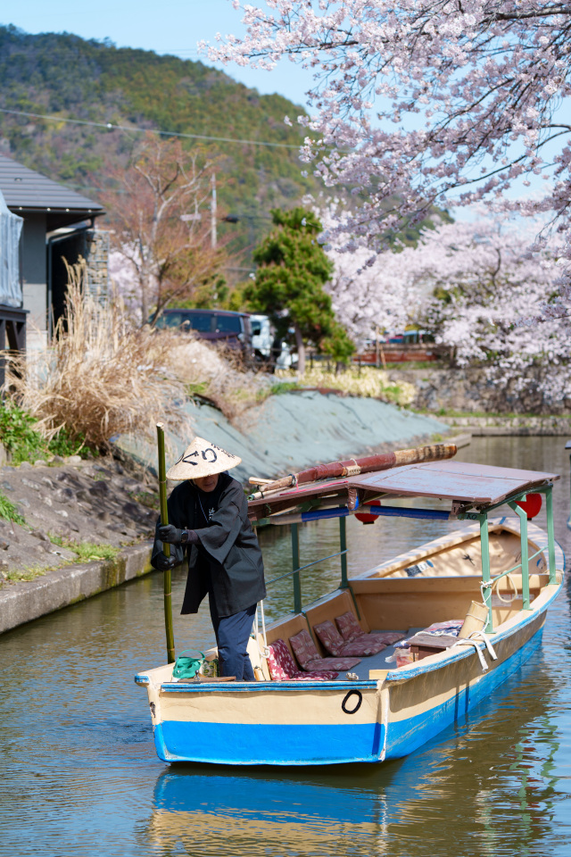 水郷巡り_桜_⑦
