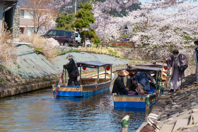 水郷巡り_桜_⑧