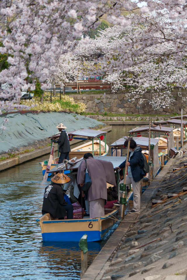 水郷巡り_桜_⑨