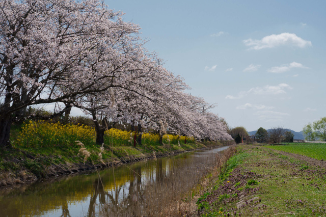 水郷巡り_桜と菜の花_①