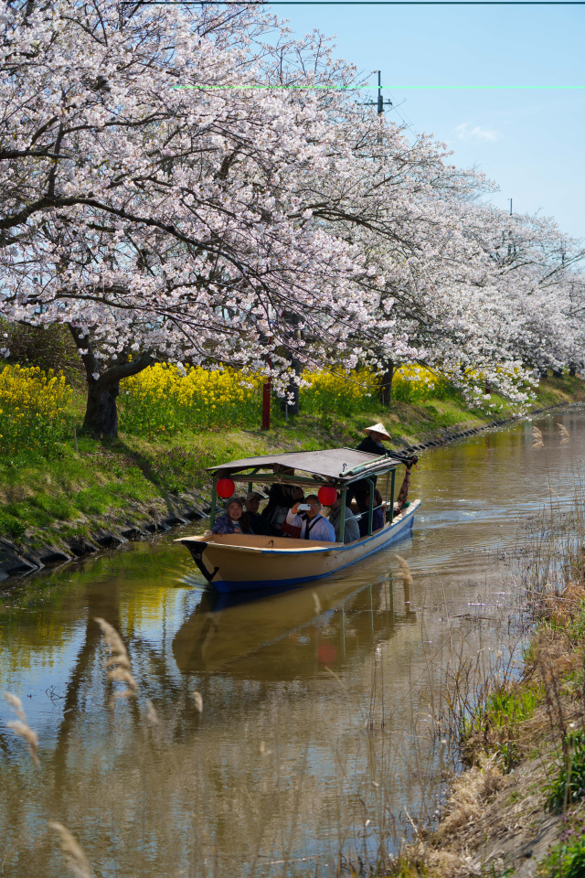水郷巡り_桜と菜の花_②