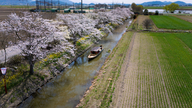 水郷巡り_桜と菜の花_③