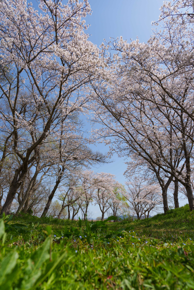 西之湖園地休憩広場_桜