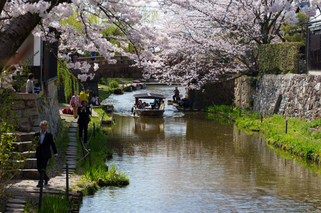 八幡堀_桜_①