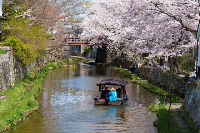 八幡堀_桜_②