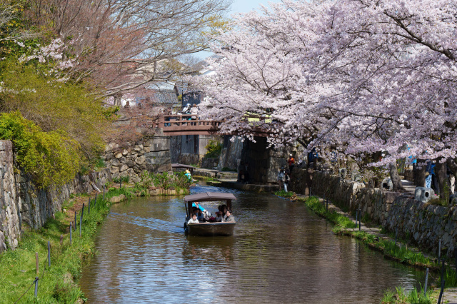 八幡堀_桜_③