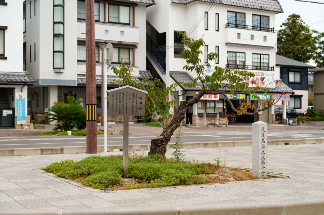安土駅前　織田桜