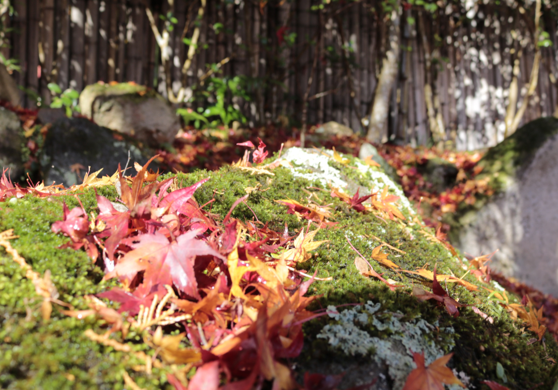 【春と秋だけのとっておき】近江八幡の知る人ぞ知る名所「教林坊」。苔と紅葉の石の寺へ 