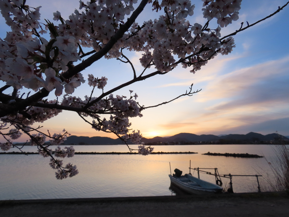 桜と西の湖