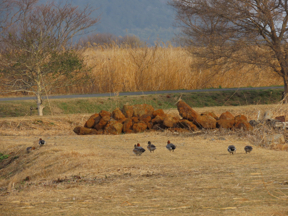 国に帰る前のお食事中のヒドリガモ。