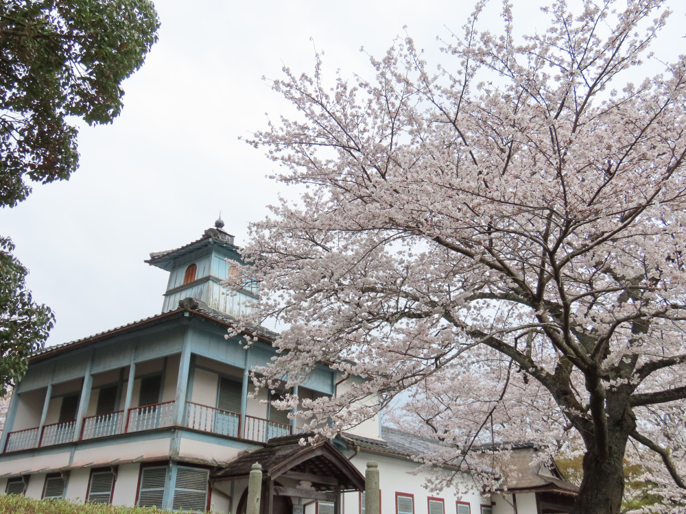 旧柳原小学校。ここの桜がキレイ！