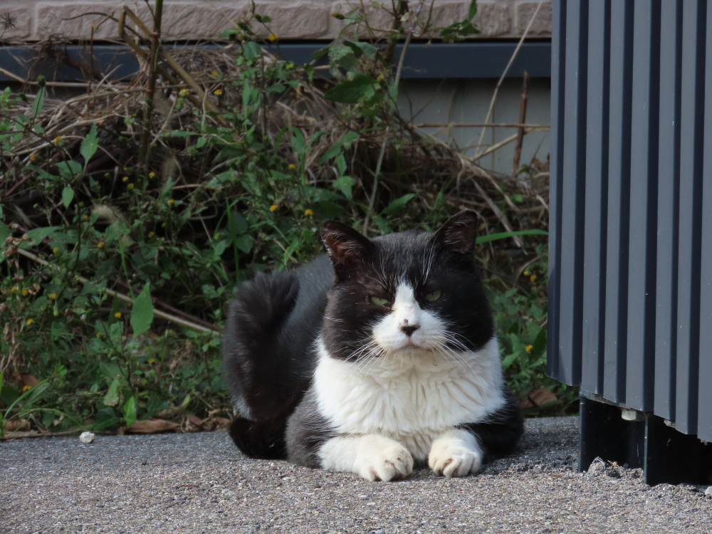 お店の外にいたノラ猫ですが、コーヒーがわかる顔をしています。
