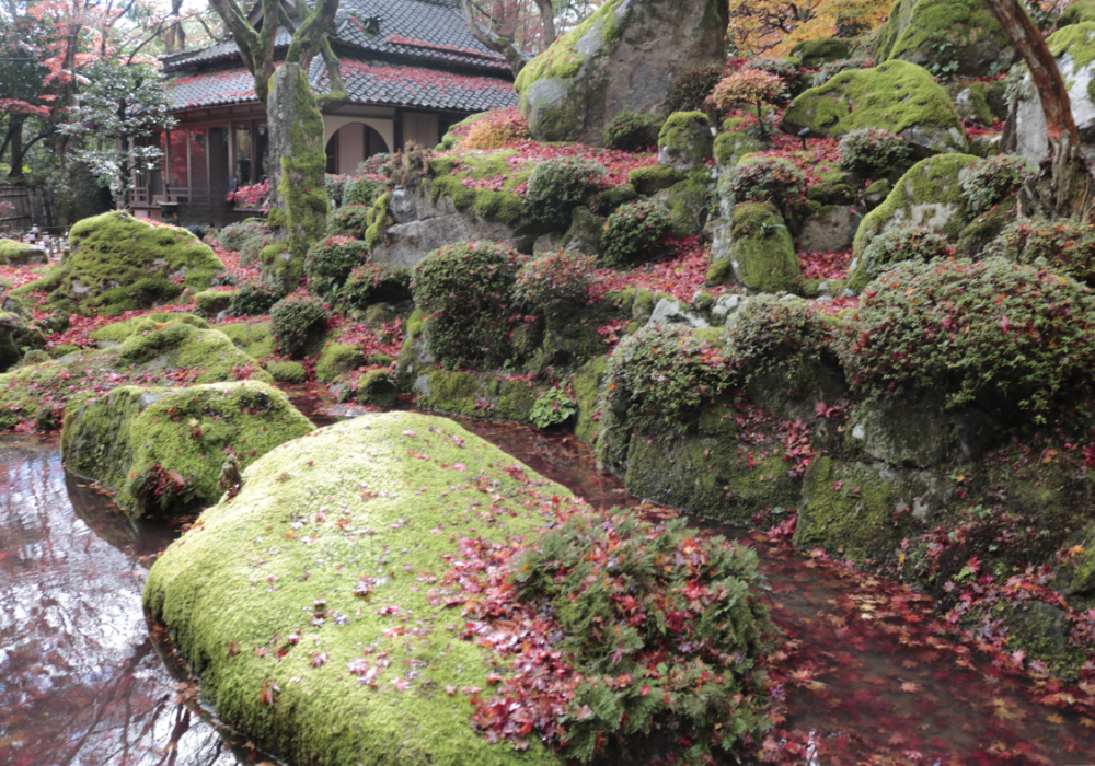 雨の後も美しいです。
