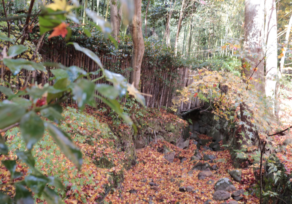 紅葉のコントラストが素敵