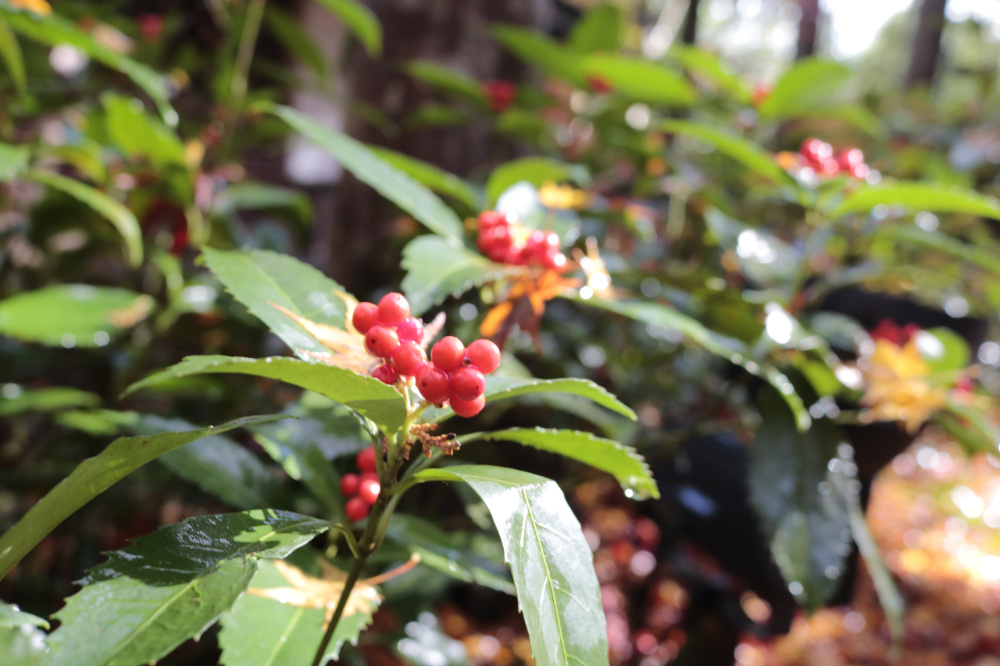 お寺を彩る花々や木々も見とれるポイント。