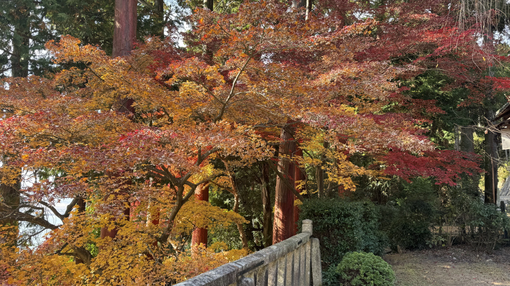 12月上旬でも紅葉が綺麗でした