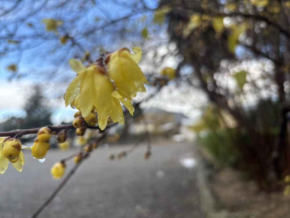 蝋梅のいい香りが…