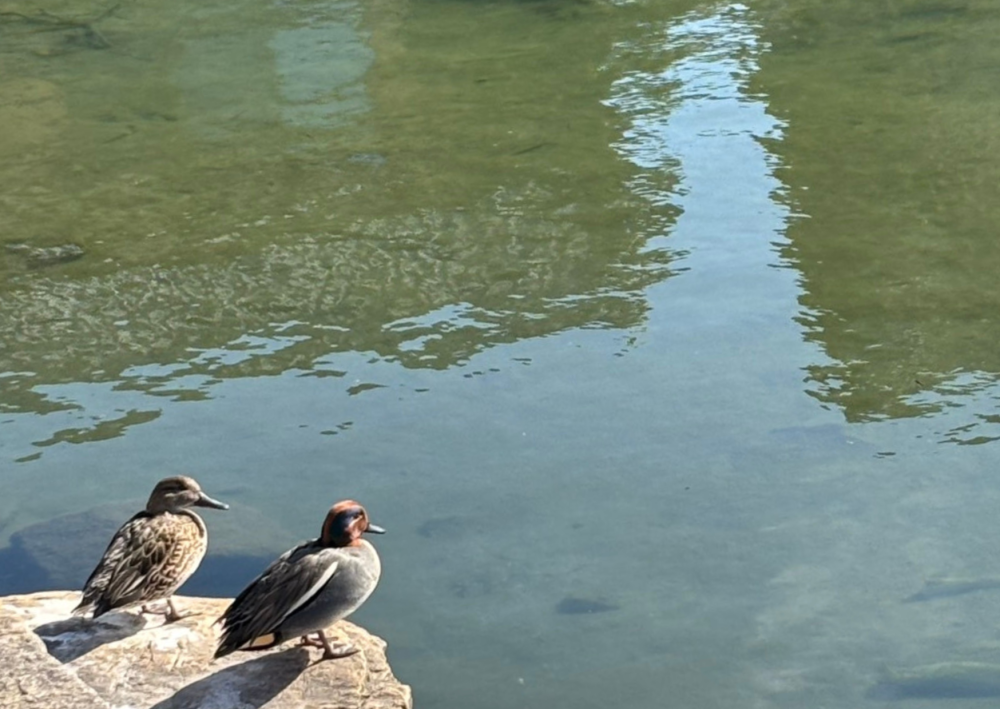 かわいいかもさんたち。