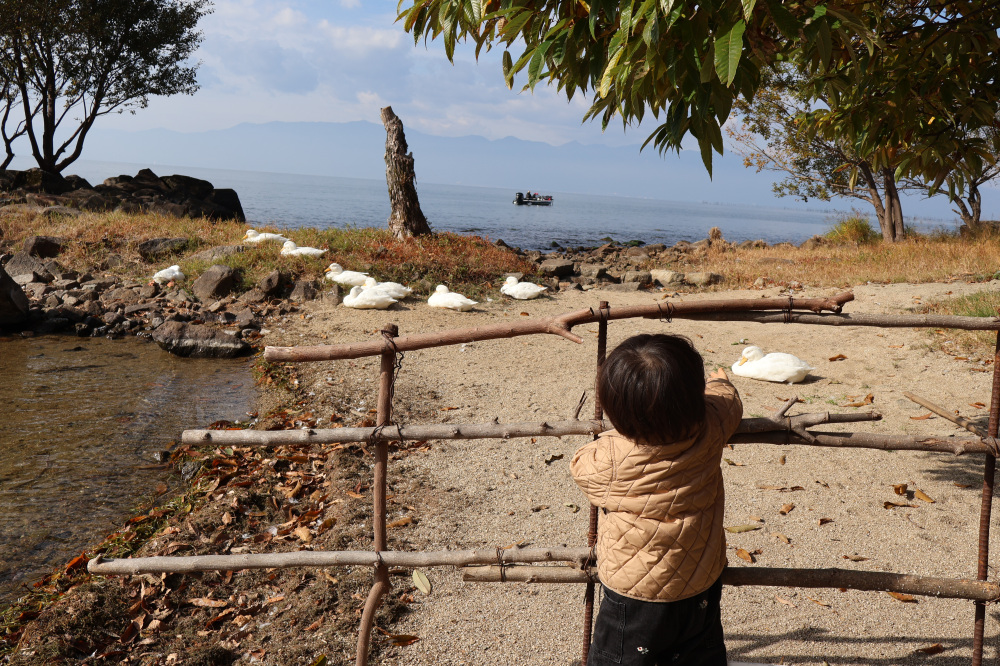 アヒルに興味津々の息子