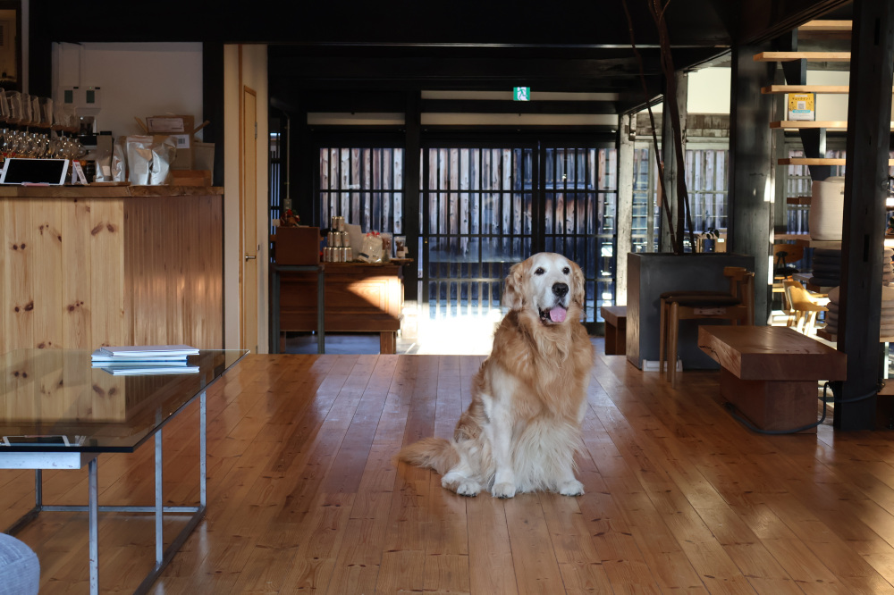 看板犬のサスケくん