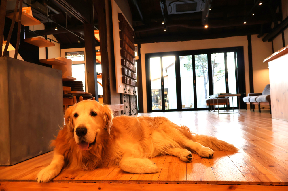 くつろぐサスケくん