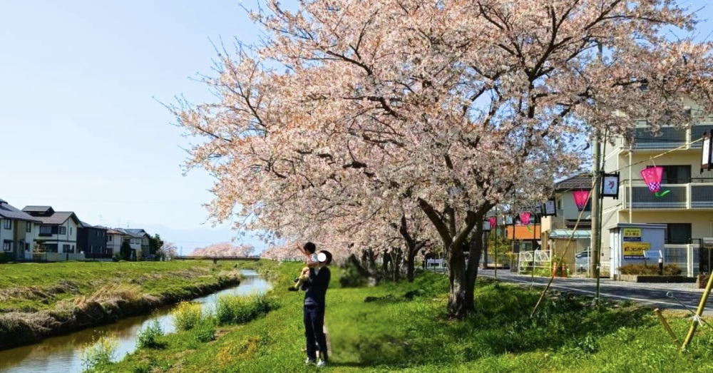 白鳥川の桜並木で、のんびりお散歩ランチ