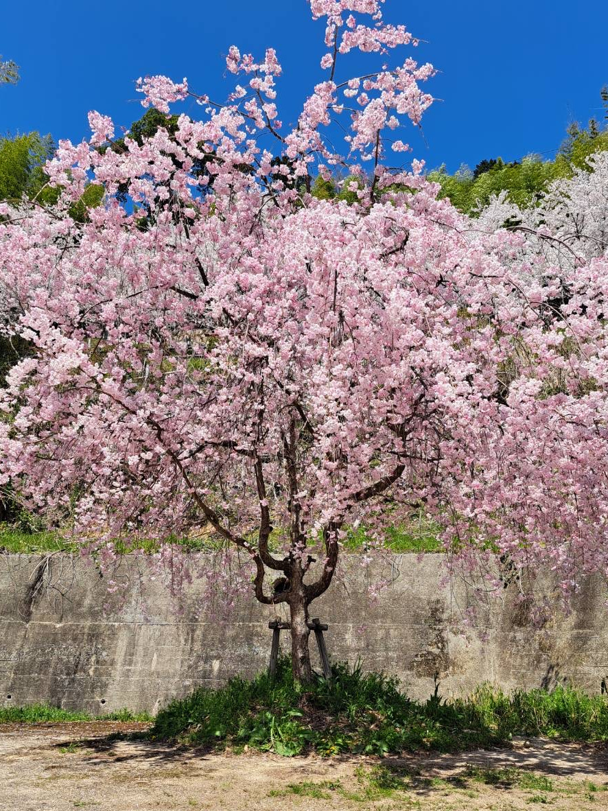 八幡公園で、絶景を眺めながらピクニック