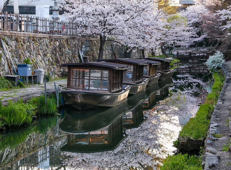 八幡堀で、桜が水面に映りこむ絶景