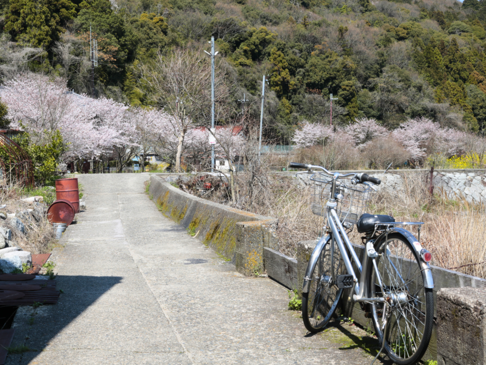 小学校のまわりも桜が綺麗!