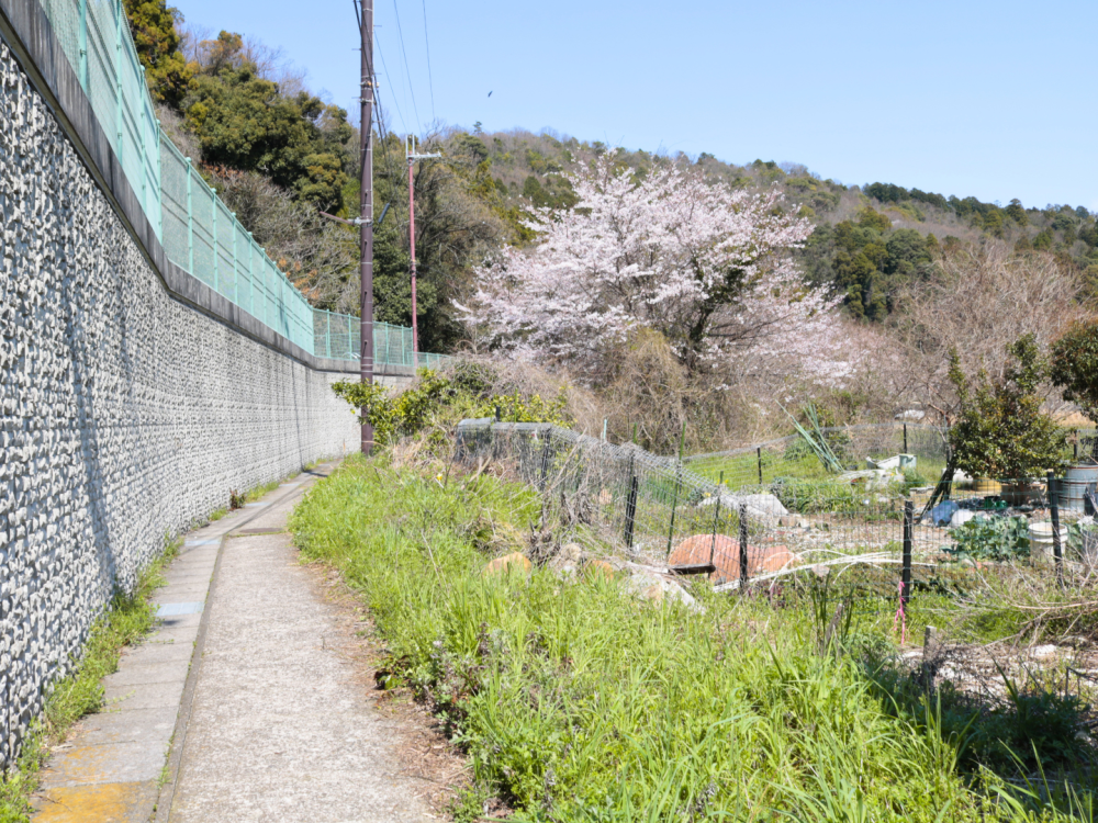 細い道を進みます