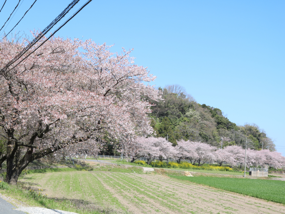 堀切港に続く道の桜。満開まであと少し…。沖島はどうかな?
