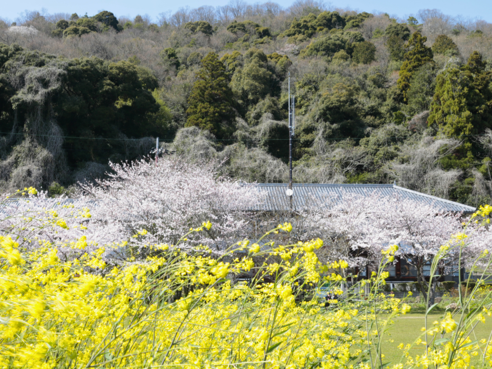 菜の花と桜