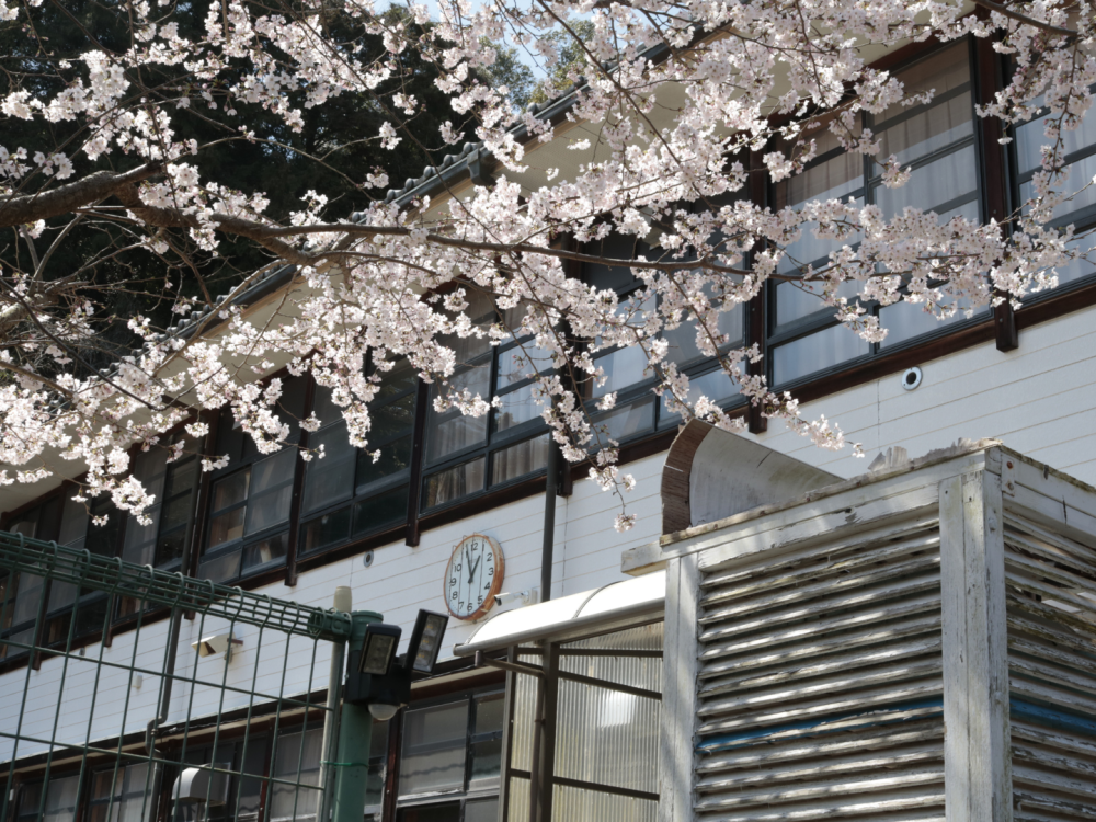 校内からもきっと桜が綺麗に見えるんでしょうね!