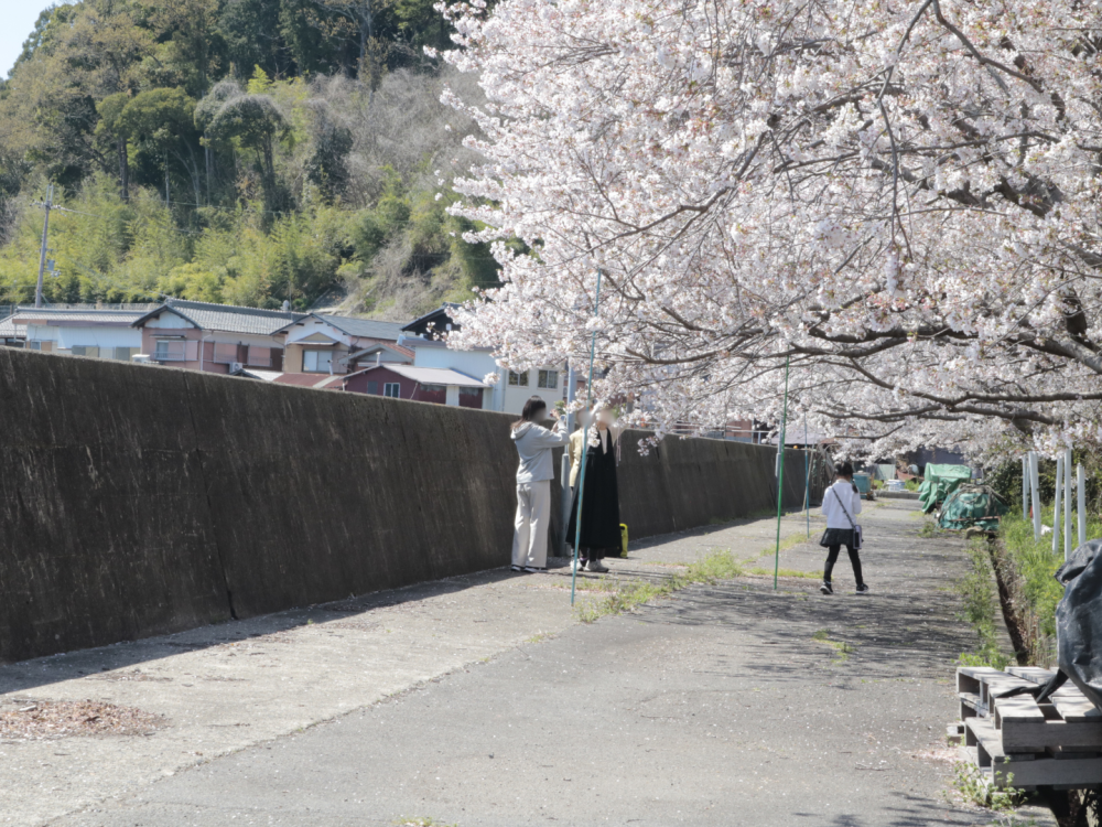 琵琶湖沿いの堤防沿いも美しいんです