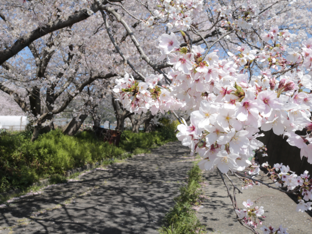 沖島の桜は近くで撮れるのも魅力です