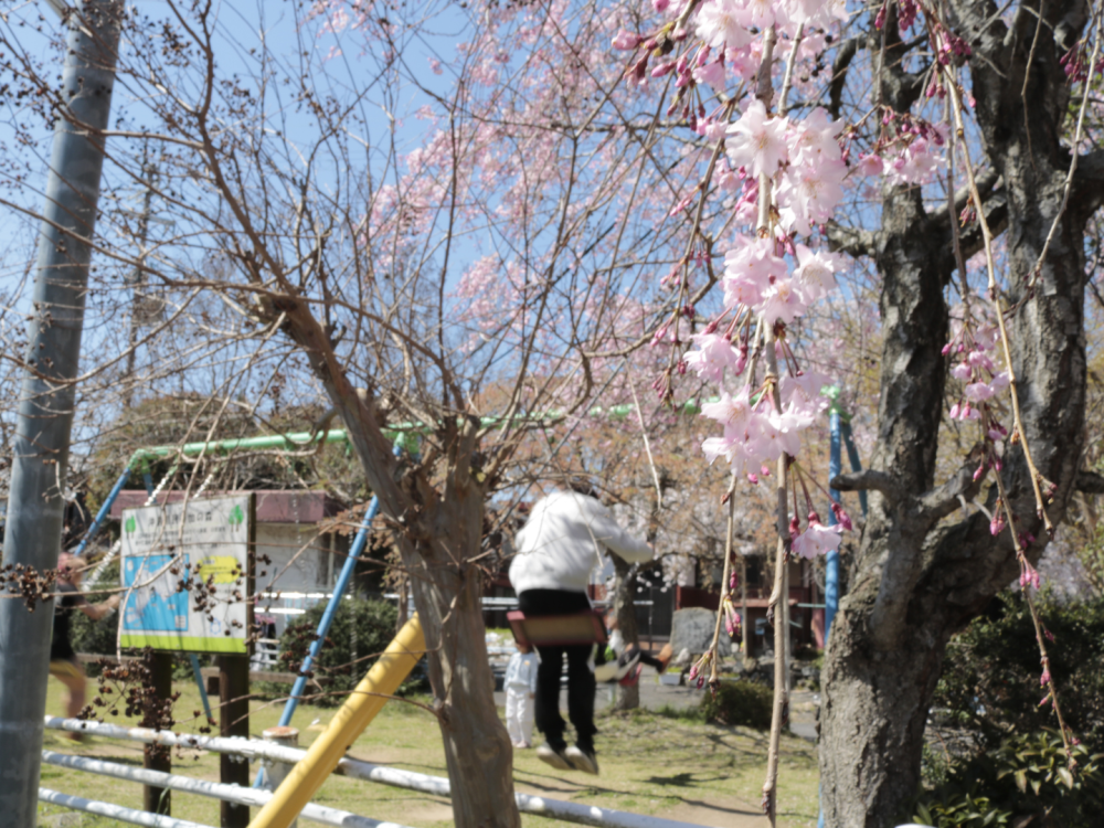 子どもたちの笑い声と、桜。