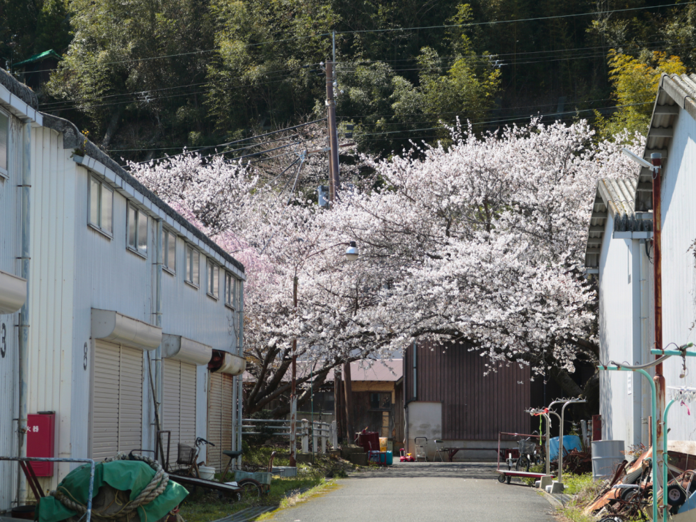 島の中は桜がいっぱい。