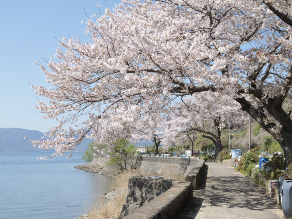 湖面と桜、そして青空が綺麗。