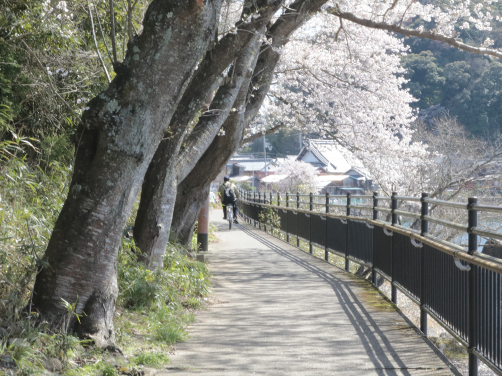 自転車で駆け抜けるのも気持ちよさそう。