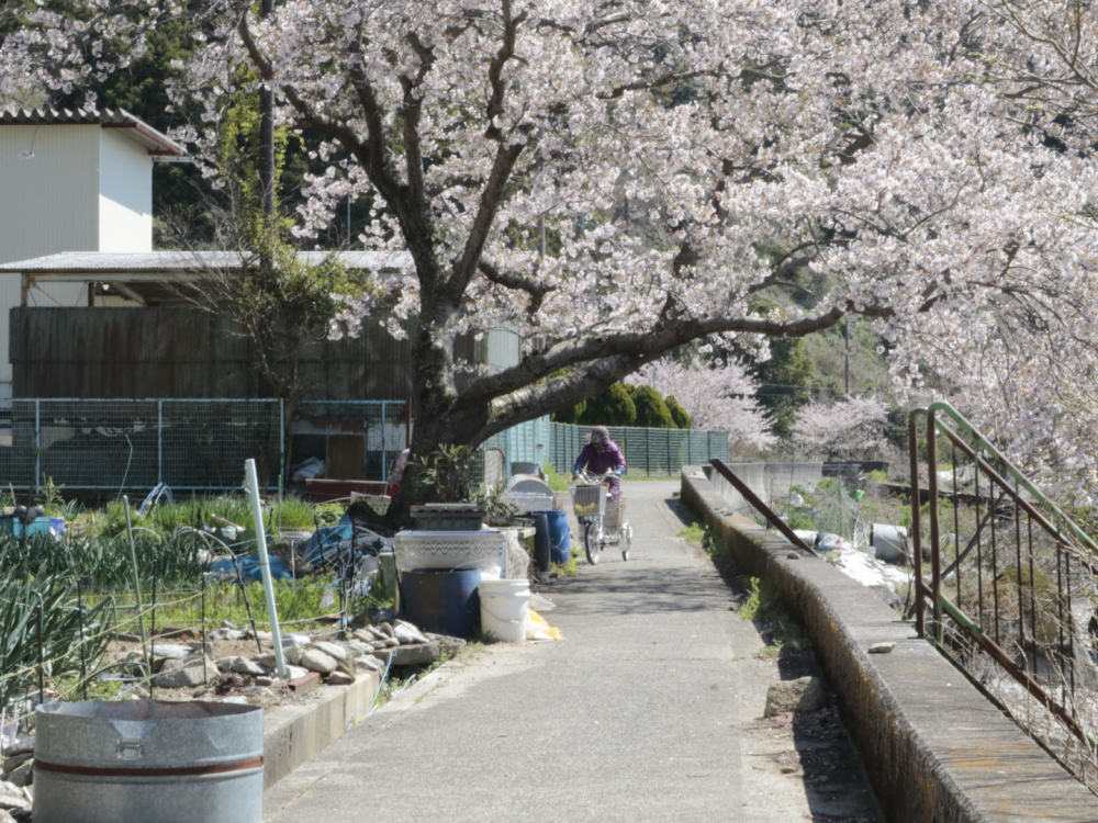 島の人と、桜の道。