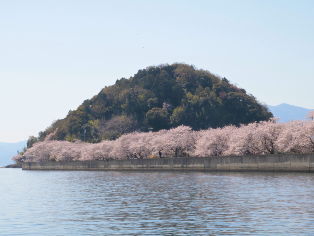 振り返ると、圧巻の桜。