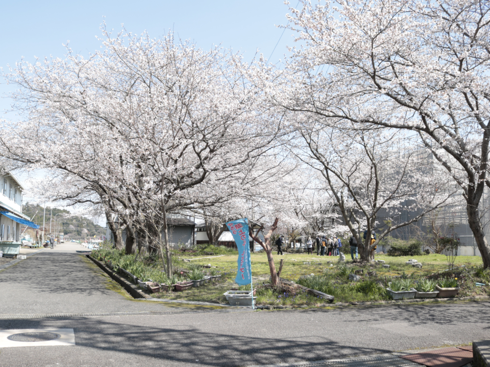 漁港前の公園の桜