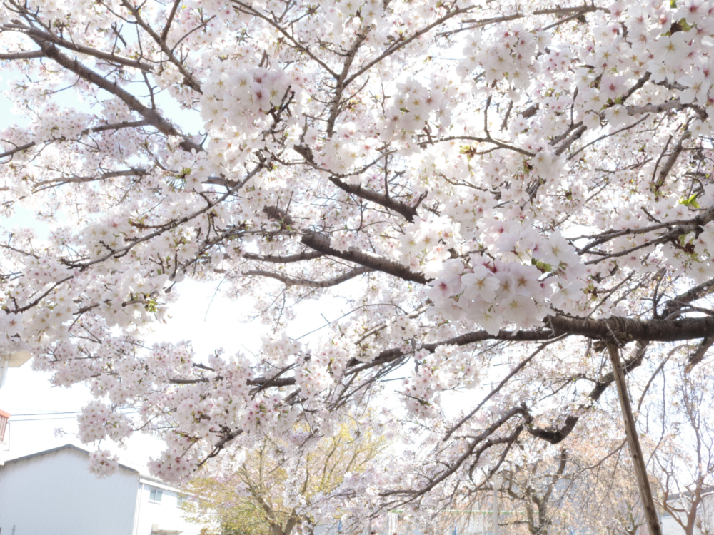 淡い色が優しい雰囲気を醸し出す桜たち